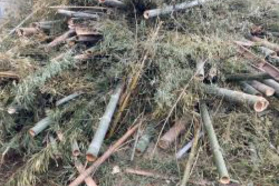 竹 破砕前のイメージ画像